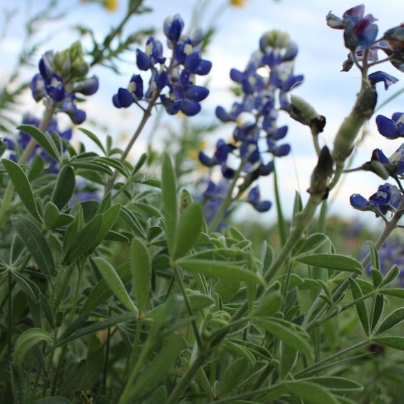 Meet your Posher, Andrea - Picture 9 of 9